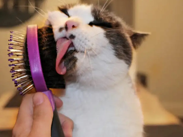 CEPILLO DE VAPOR 3 EN 1 PARA MASCOTAS